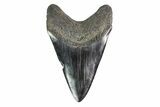 Fossil Megalodon Tooth - Large Lower Tooth #156536-1